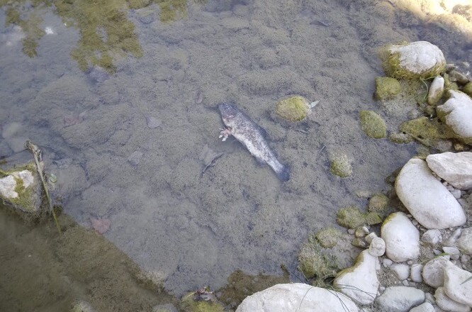 PESCE MORTO