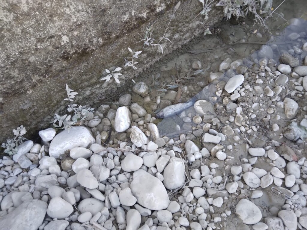PESCE MORTO ATINA 3