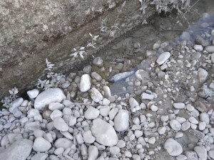 PESCE MORTO ATINA 3