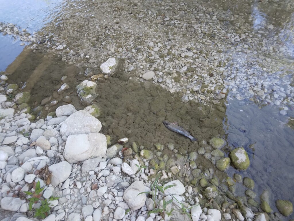 PESCE MORTO ATINA 4
