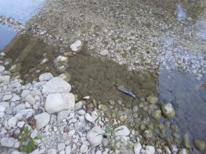 PESCE MORTO ATINA 4