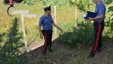 PONTECORVO Sequestrate 3 piante di cannabis