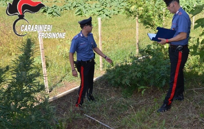 PONTECORVO Sequestrate 3 piante di cannabis