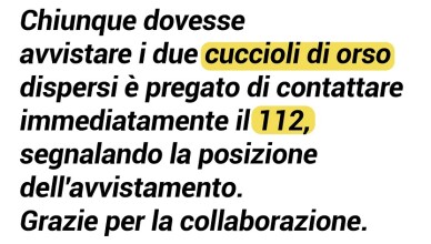 appello cuccioli orsi