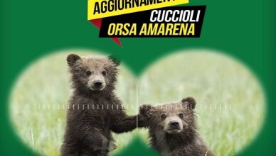 cuccioli orso amarena