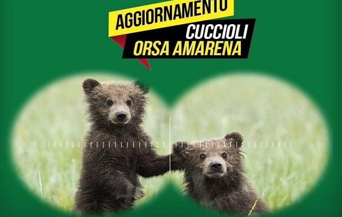 cuccioli orso amarena