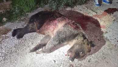 orsa amarena uccisa