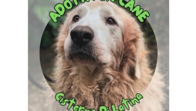 ADOTTA UN CANE CISTERNA