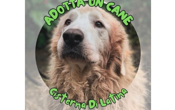 ADOTTA UN CANE CISTERNA
