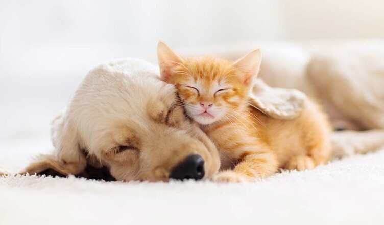 cane gatto