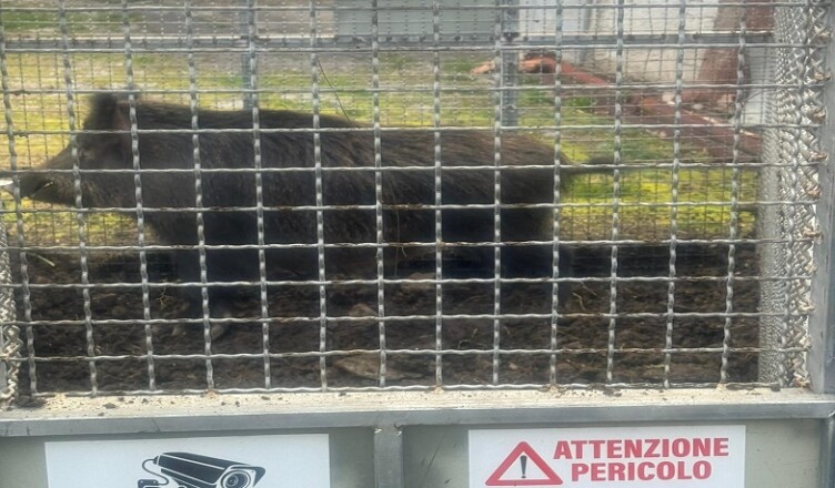 cinghiale2.jpg.......................