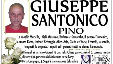 pino santonico