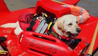 I cani bagnino tornano in spiaggia