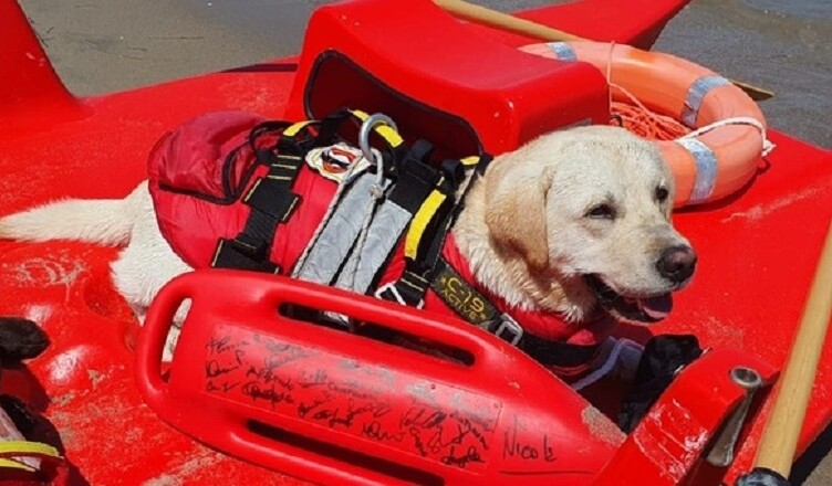 I cani bagnino tornano in spiaggia