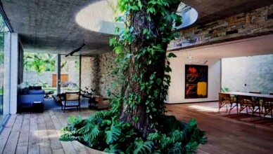 albero nel dehors