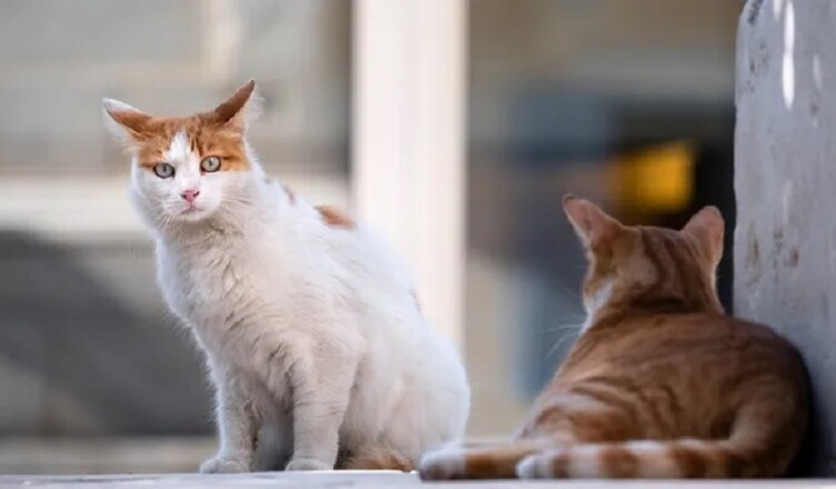 gatti....