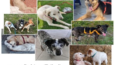 E’ ESTATE, NON ABBANDONARE UN CANE ADOTTALO