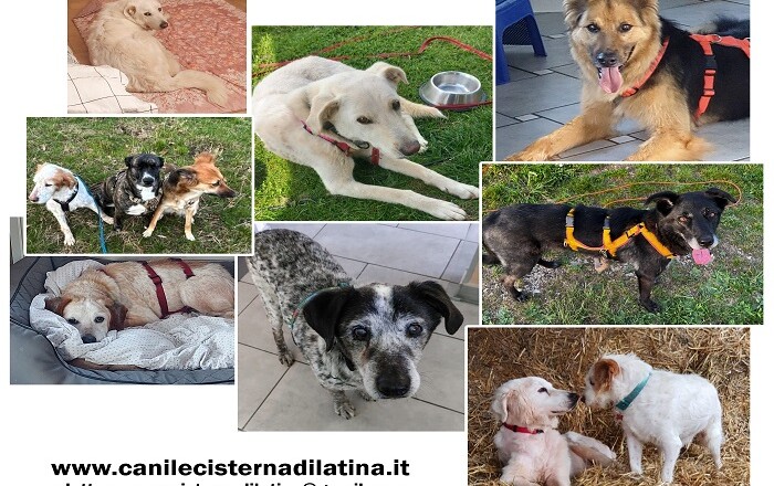 E’ ESTATE, NON ABBANDONARE UN CANE ADOTTALO