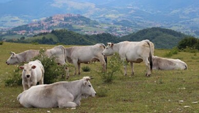 PASCOLO