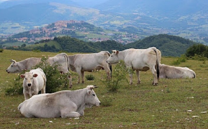 PASCOLO