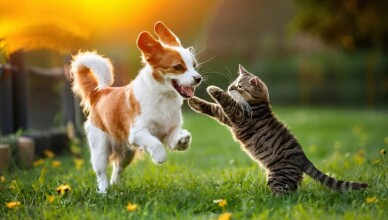 ANIMALI CANE E GATTO