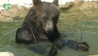 ORSO KUMA