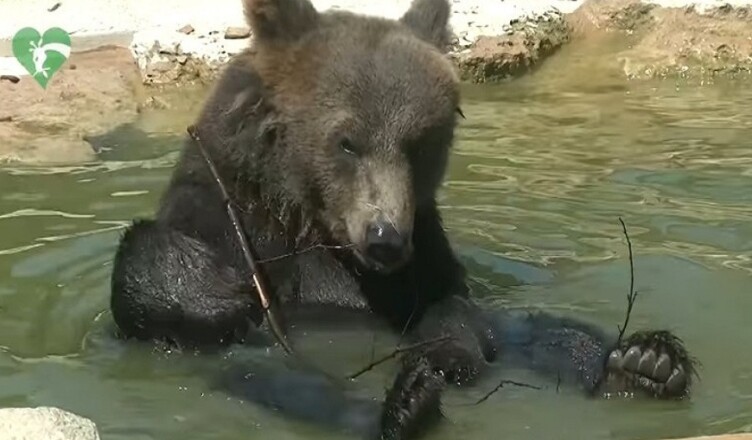ORSO KUMA