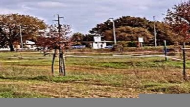 alberi secchi ceccano