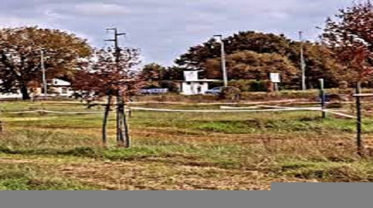 alberi secchi ceccano