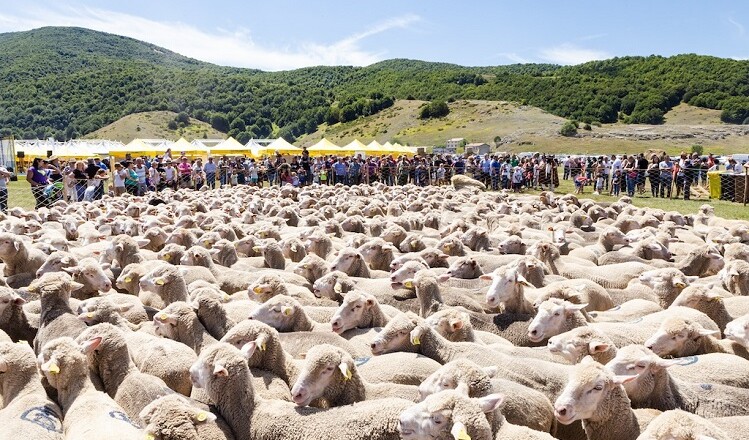 festa transumanza