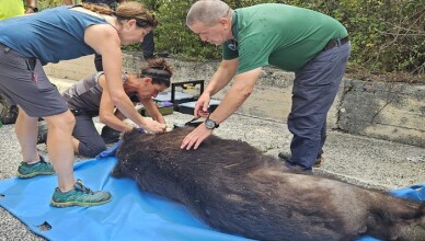 orso marsicano morto superstrada
