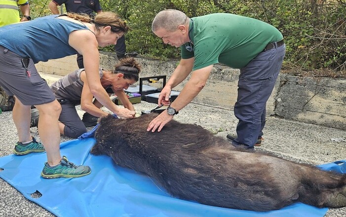 orso marsicano morto superstrada