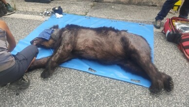 orso morto sora avezzano