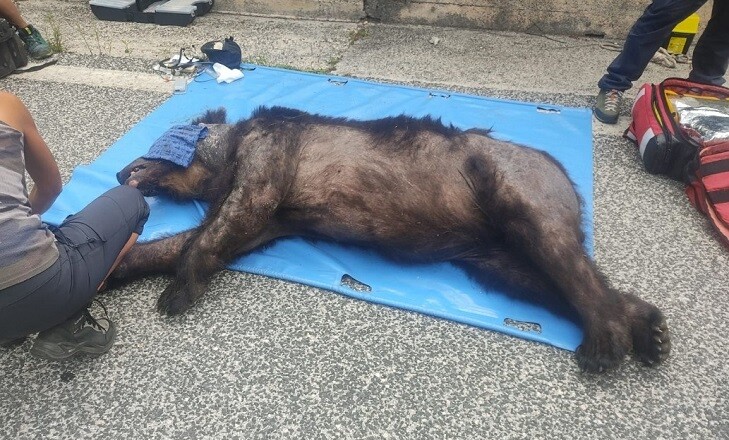 orso morto sora avezzano