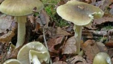 funghi velenosi