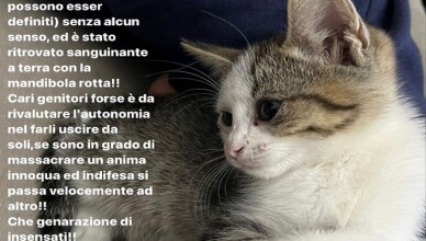 iron gatto boville ernica