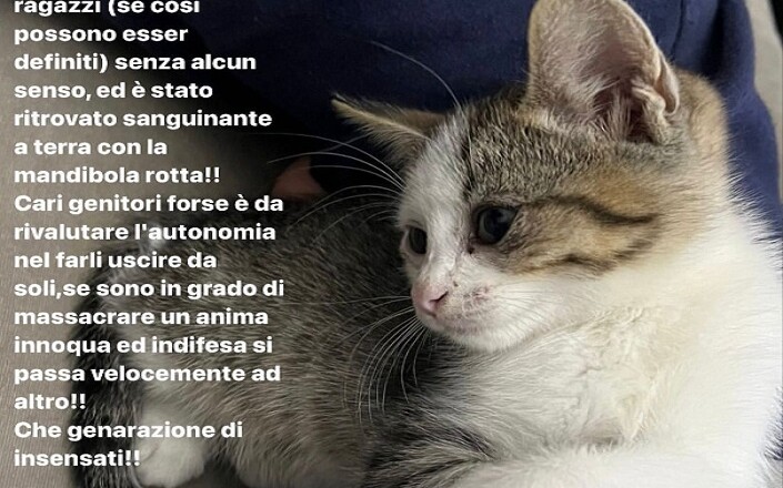 iron gatto boville ernica