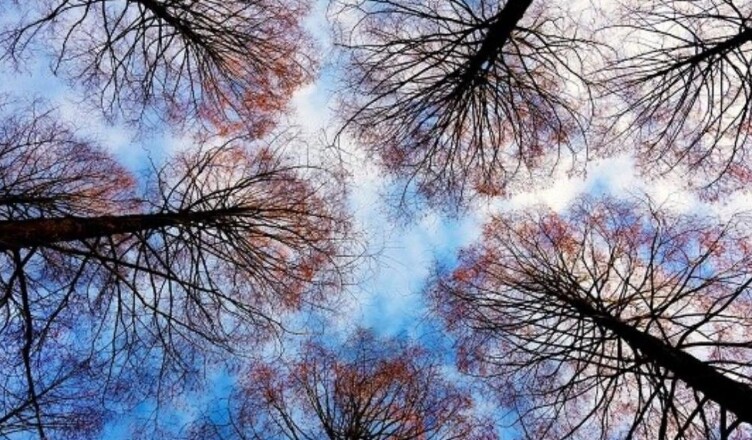 alberi123456789