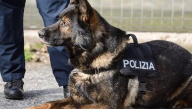 polizia cinofila cane poliziotto