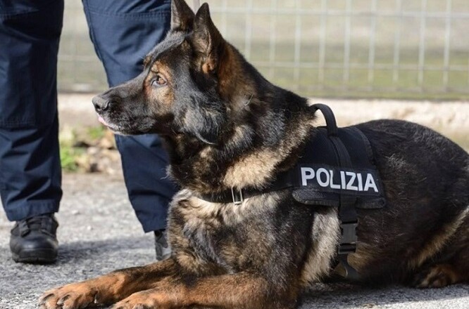 polizia cinofila cane poliziotto