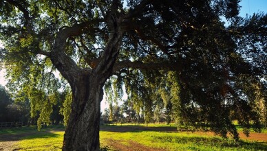 Filetto alberi