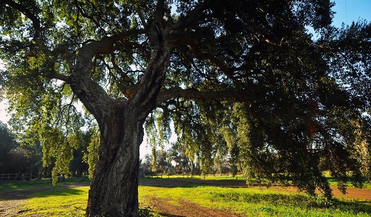 Filetto alberi