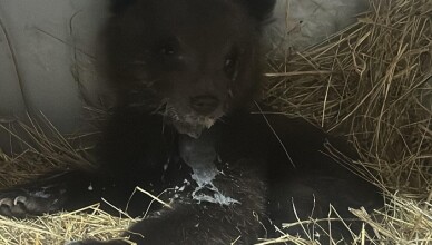 cucciolo orso trovato solo