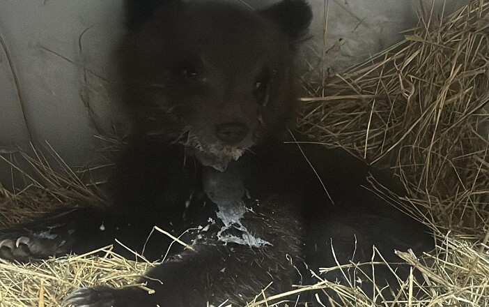 cucciolo orso trovato solo