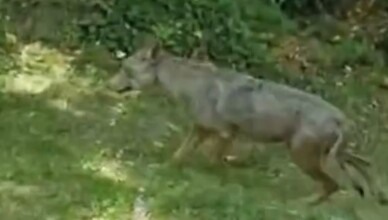 Giovane lupa aggredisce una ragazza, l'intervento del Parco Nazionale d'Abruzzo Lazio e Molise