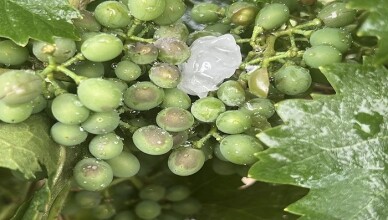 MALTEMPO E GRANDINE, DANNI FINO AL 70 PER CENTO PER LE AZIENDE AGRICOLE DEL TERRITORIO VELLETRI