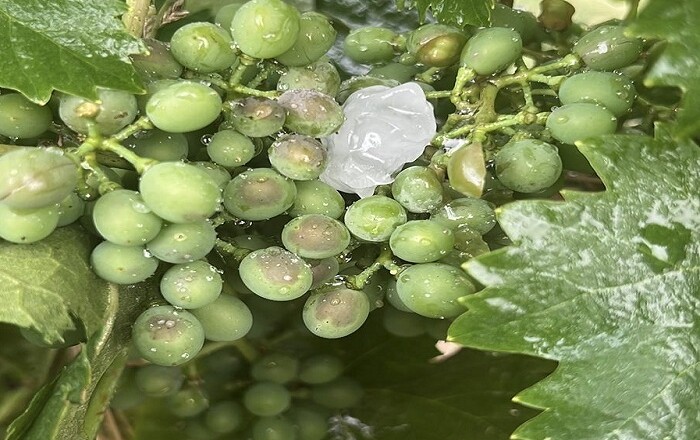 MALTEMPO E GRANDINE, DANNI FINO AL 70 PER CENTO PER LE AZIENDE AGRICOLE DEL TERRITORIO VELLETRI