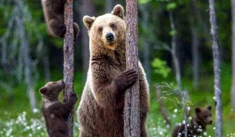 ORSA AMARENA...