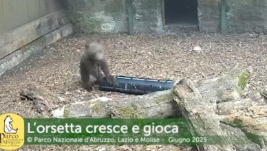 ORSETTA CRESCE E GIOCA