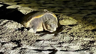 TARTARUGHE CARETTA CARETTA
